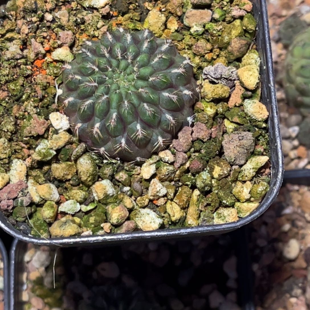 侧芽扦插繁殖带盆发货