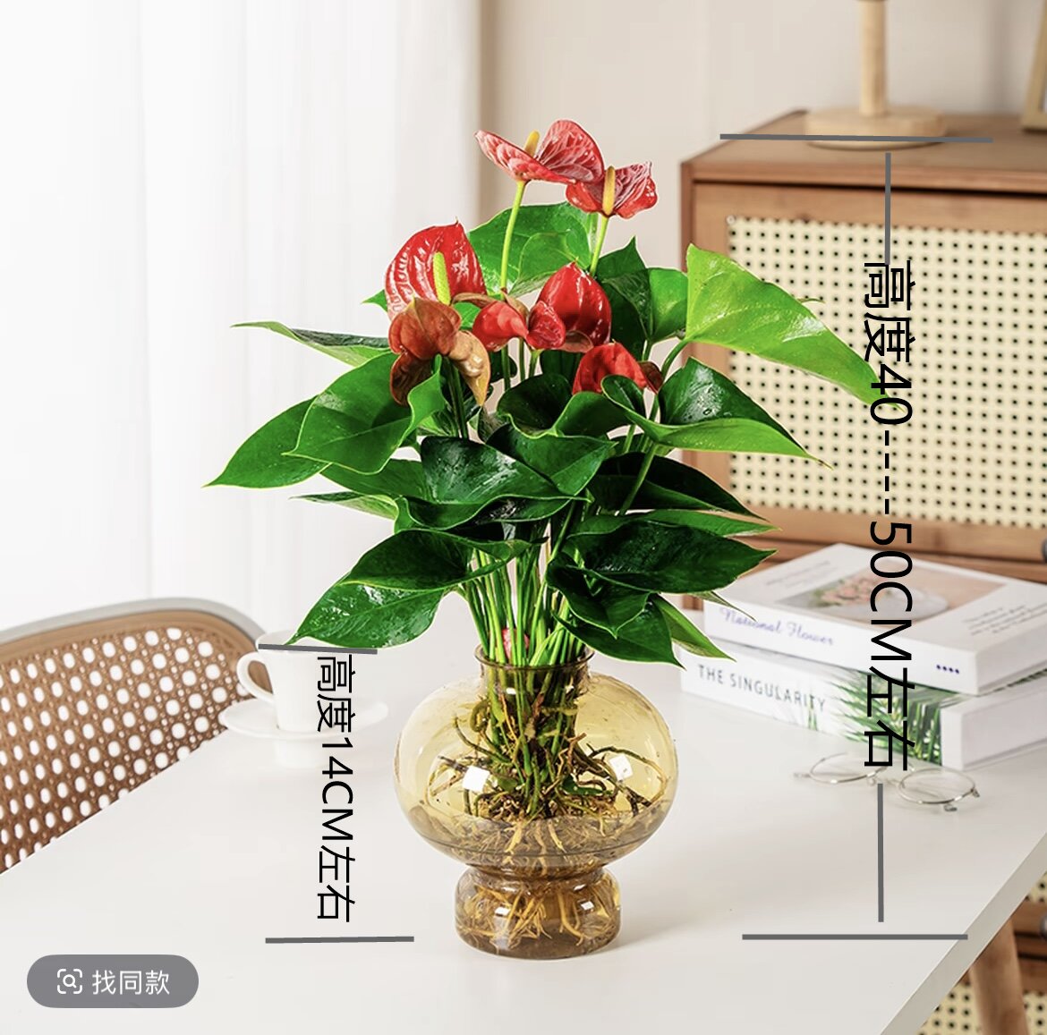 【带花发货】红掌水培绿植水培植物室内客厅易活四季开花