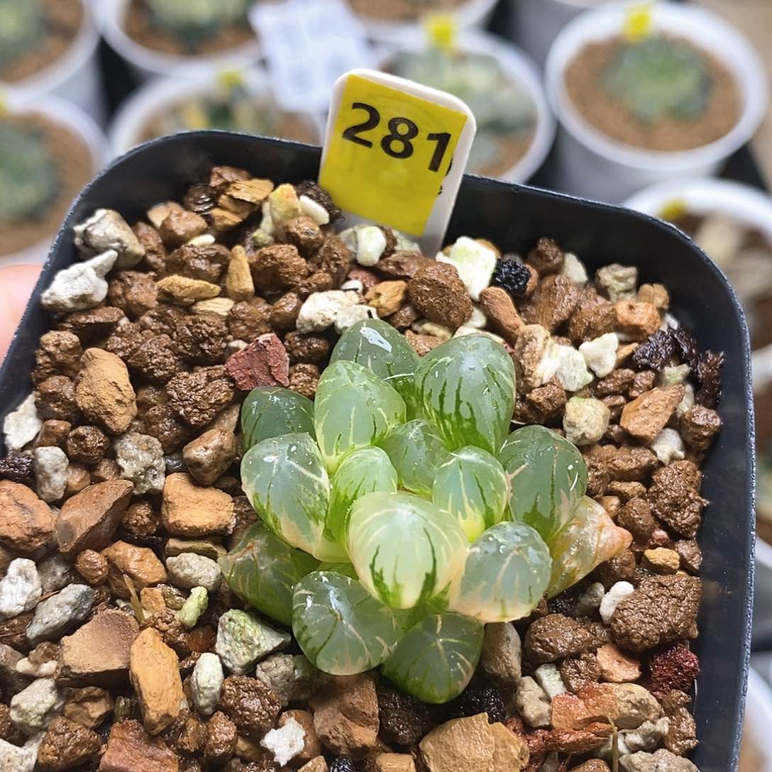 红陶281号老川玉露锦一物一拍