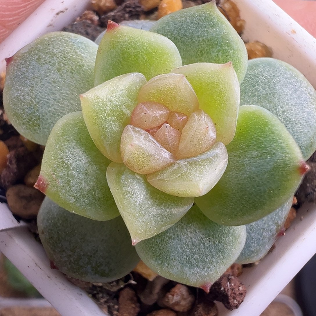 财富密码特殊个体