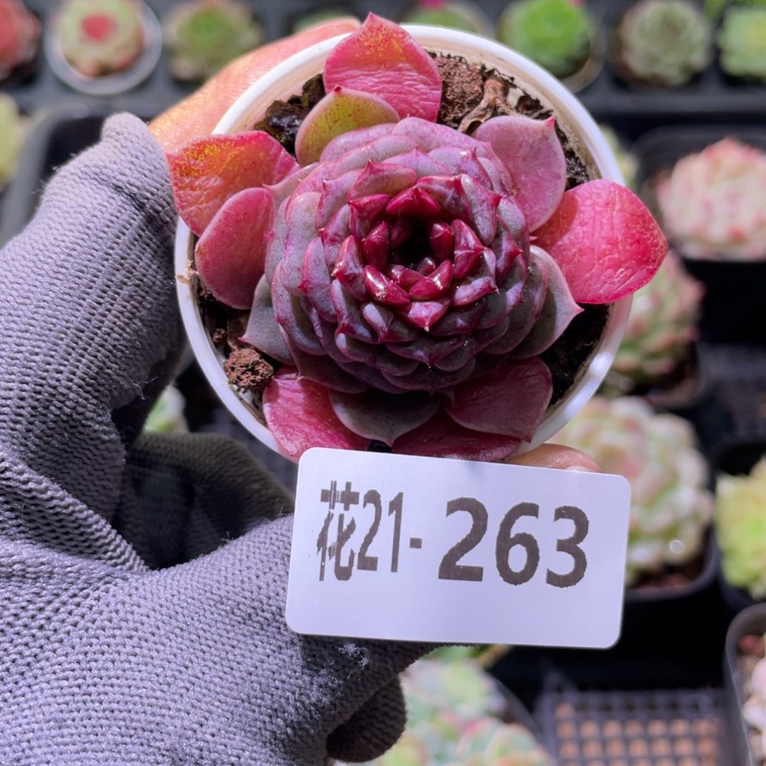 花利美21-263落霞