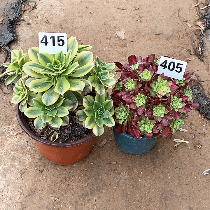 法师植物一物一拍，