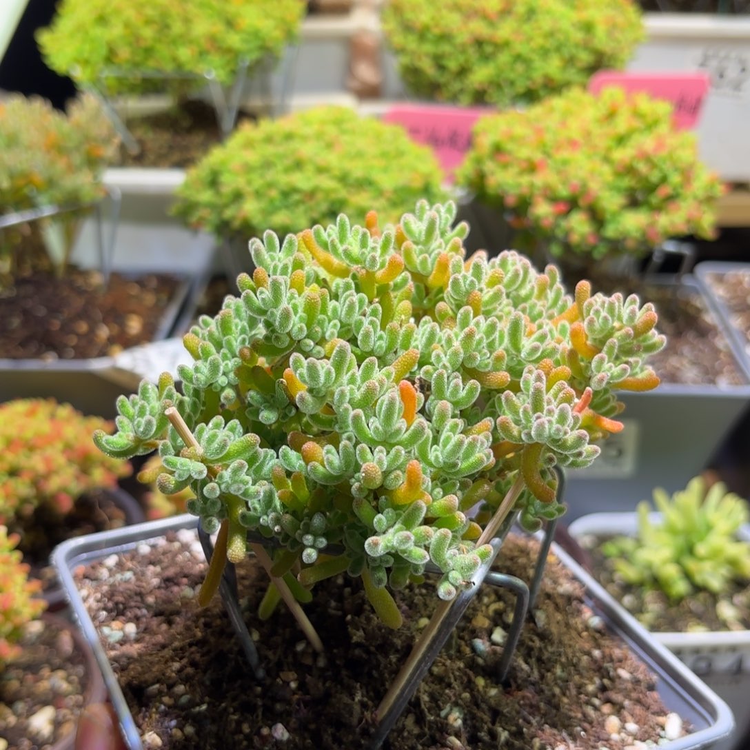 枝干番杏橘子冰晶800