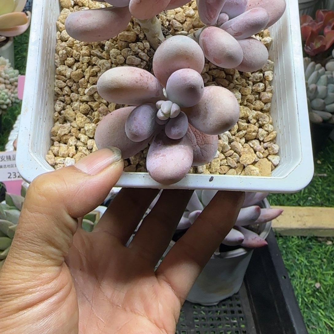 锦安精品多肉植物编号233