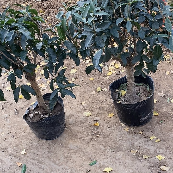 完全开放两颗桂花