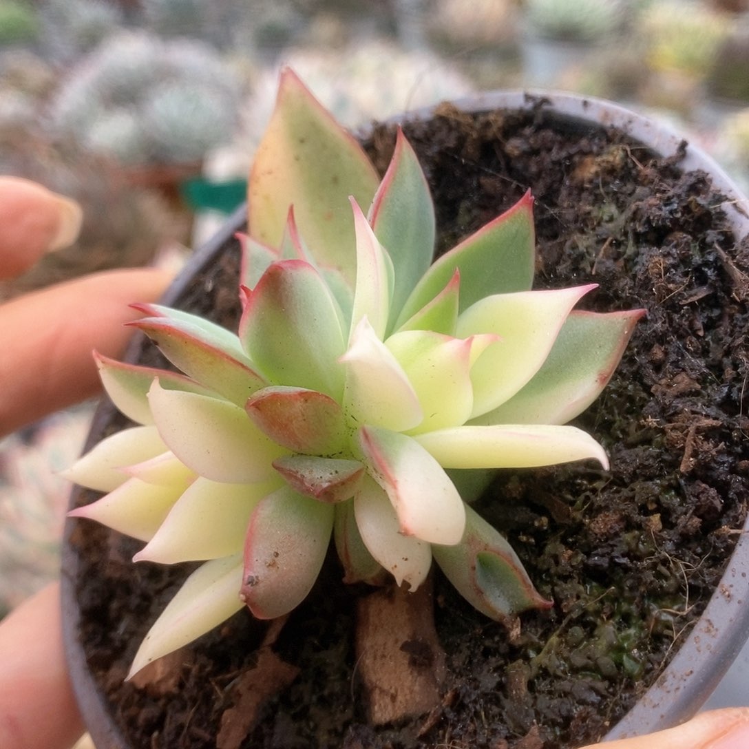 169宝莲灯锦锦锦锦锦锦