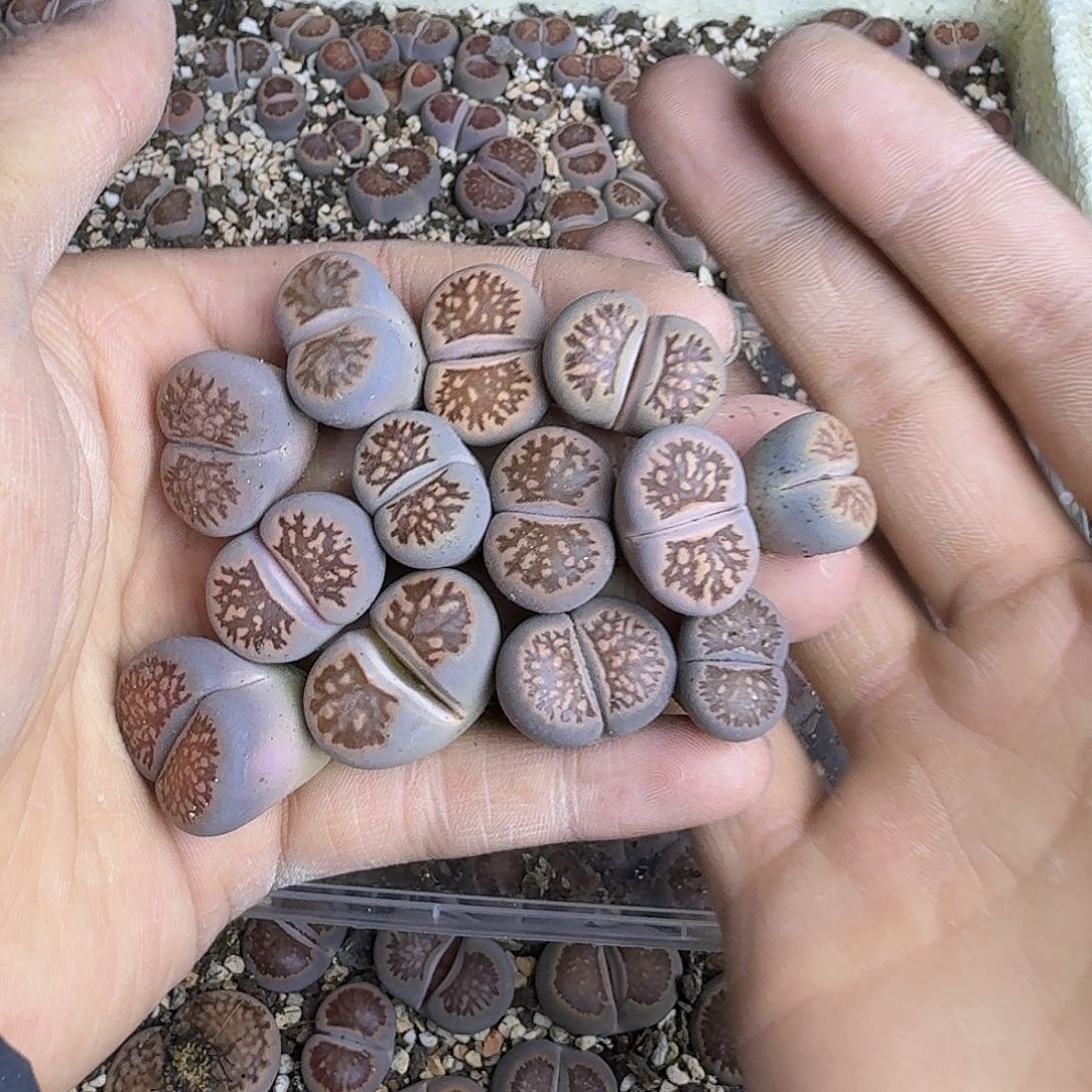 800 哈哈哈哈哈哈哈哈哈