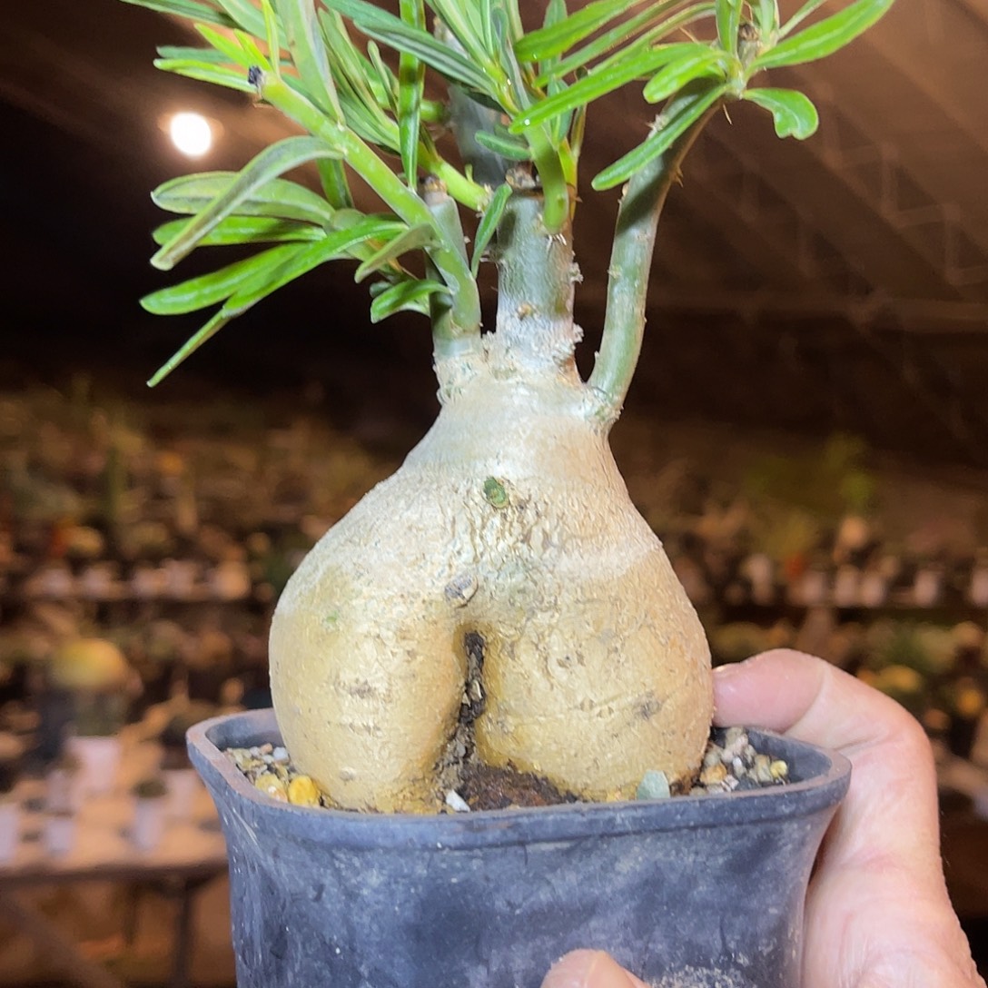 实生双刺瓶干块根一物一拍