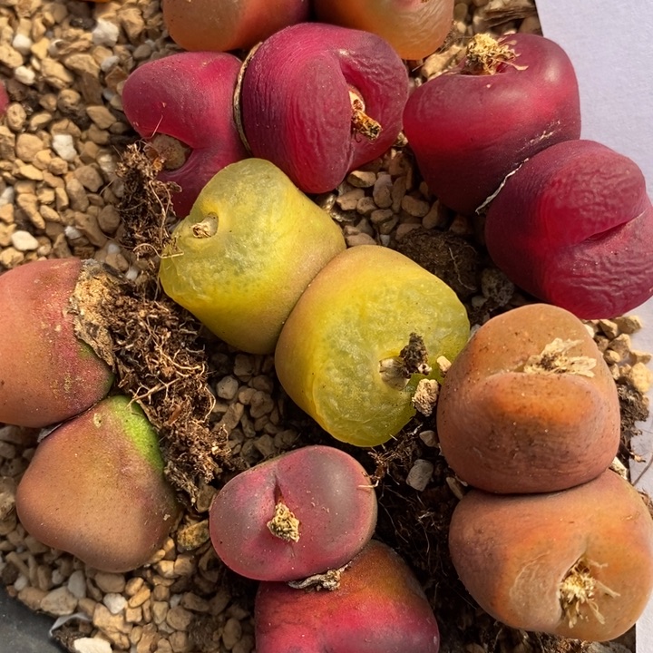 1654一组一组一组