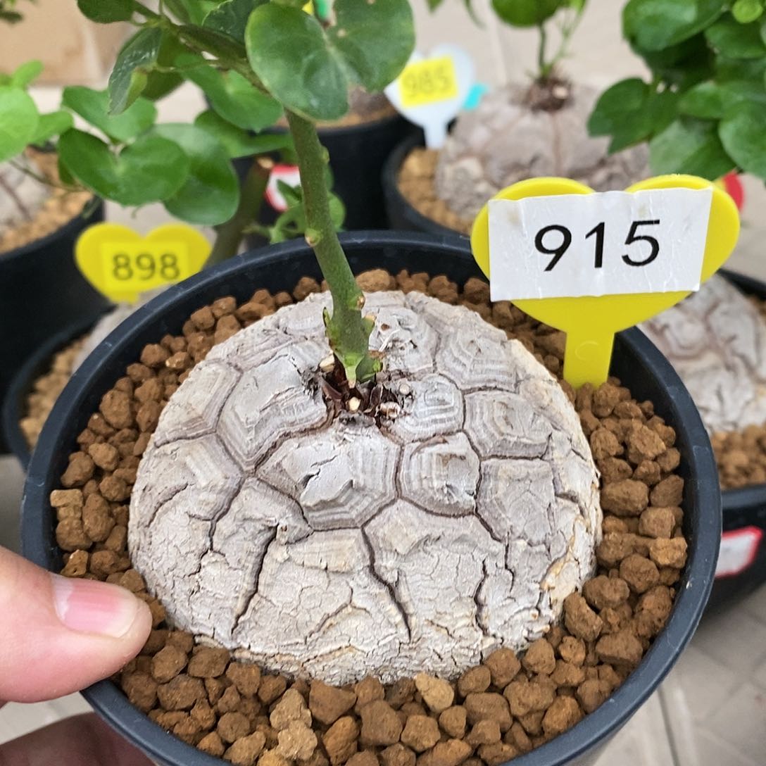 南非龟甲龙龟甲龙