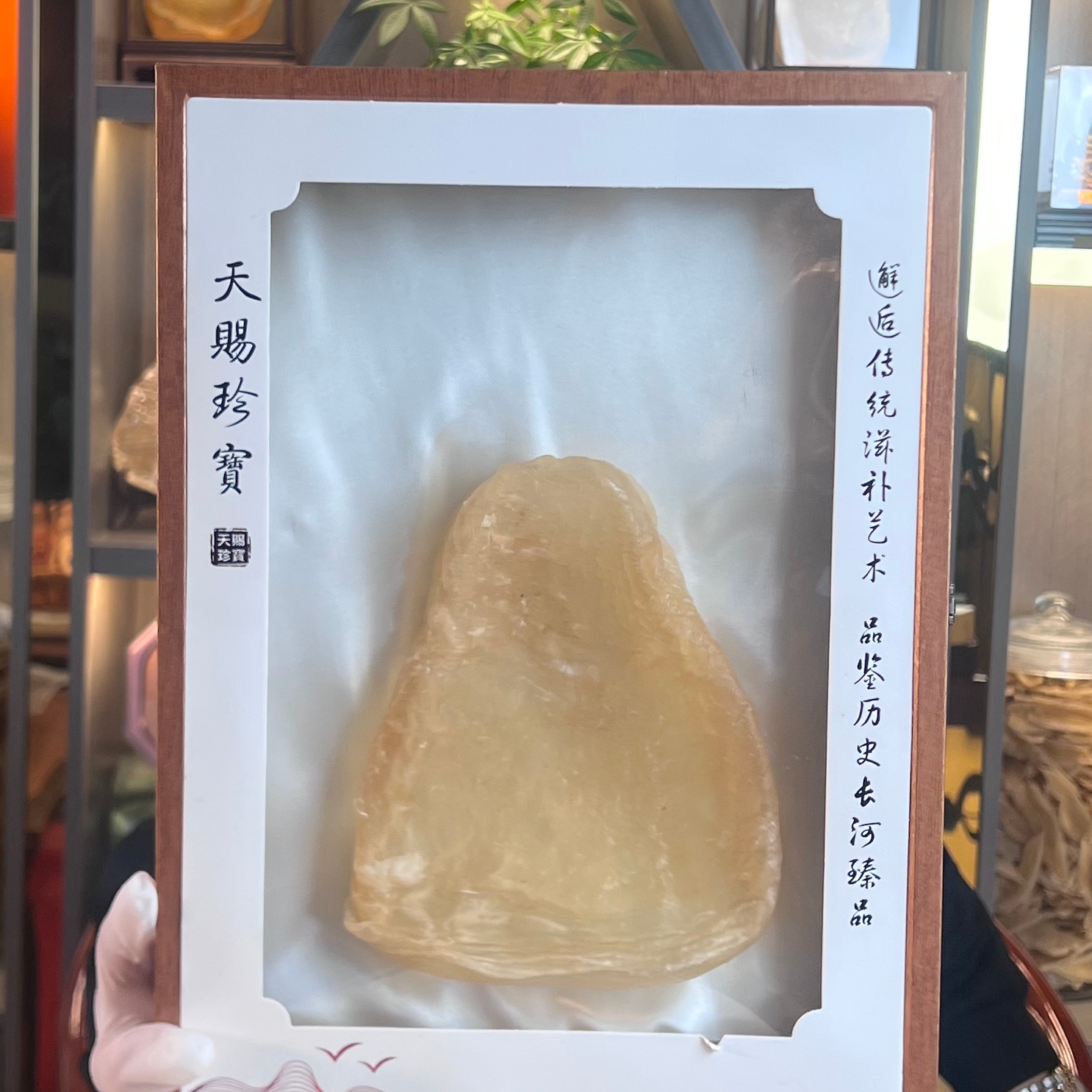 【国利海产品直播间】广东斗湖鱼胶 165g干货