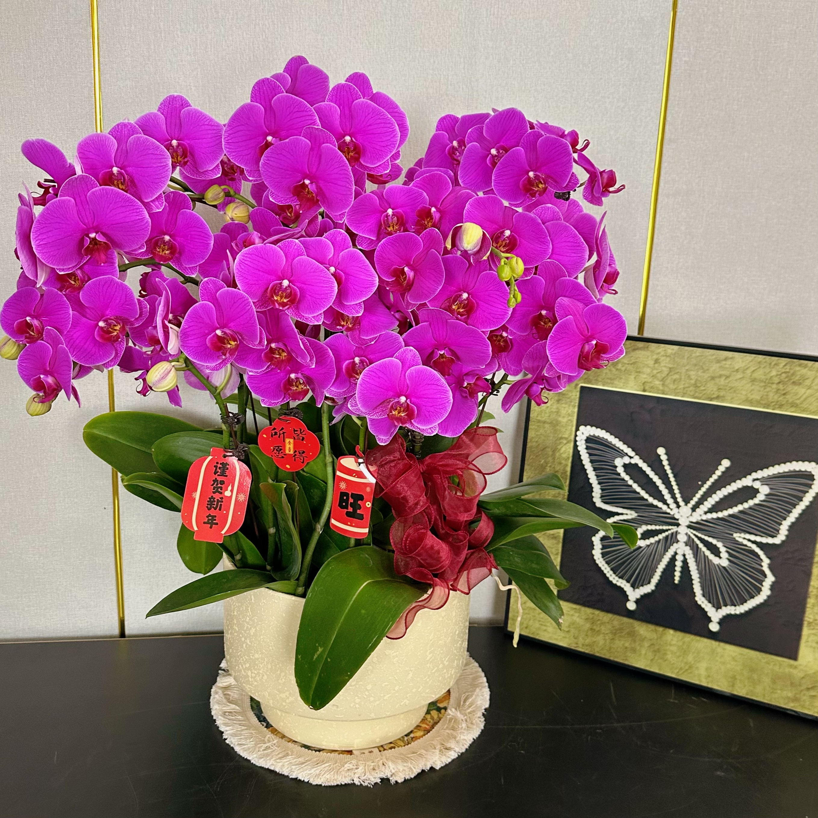 花汐蝴蝶兰【恭喜发财】乔迁之喜 开业送人带花基地直发