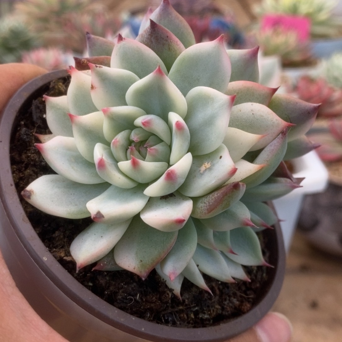 188锦锦锦锦锦锦锦锦