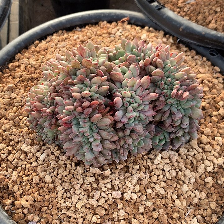 爱丽儿朵朵缀一体无砍