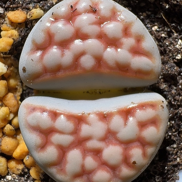 生石花1222222。   197