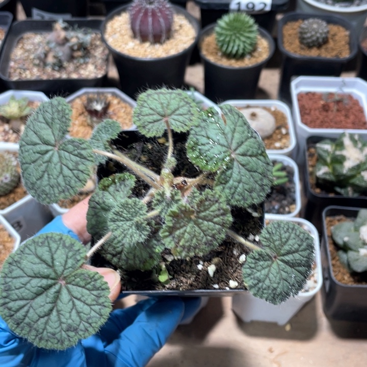 271大圆叶洋葵块根