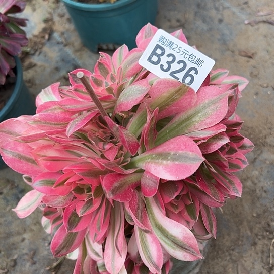 平*多肉植物一个