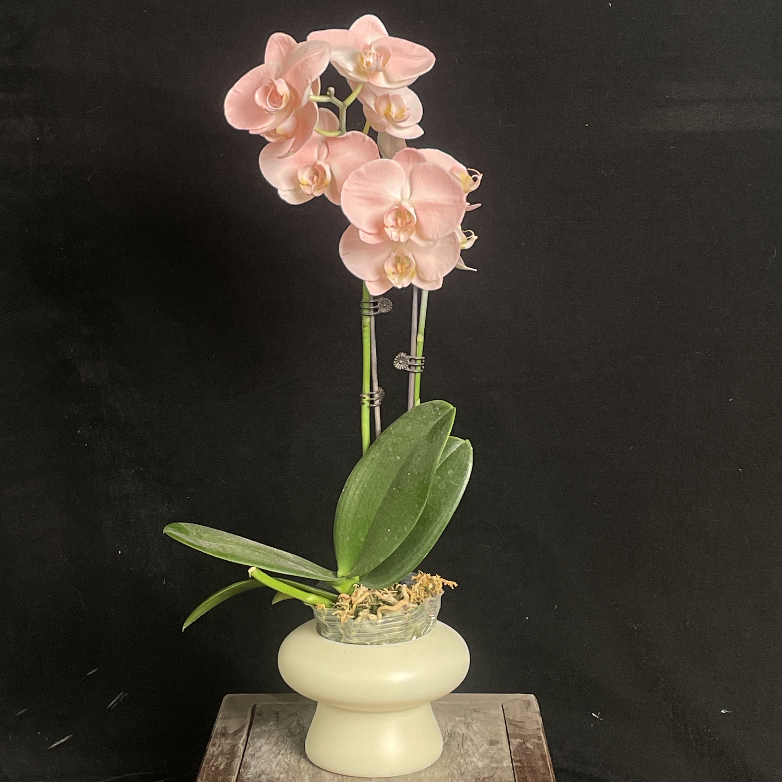 【火烈鸟】蝴蝶兰 粉紫色兰花盆栽开花株 四季好养护绿植叶片