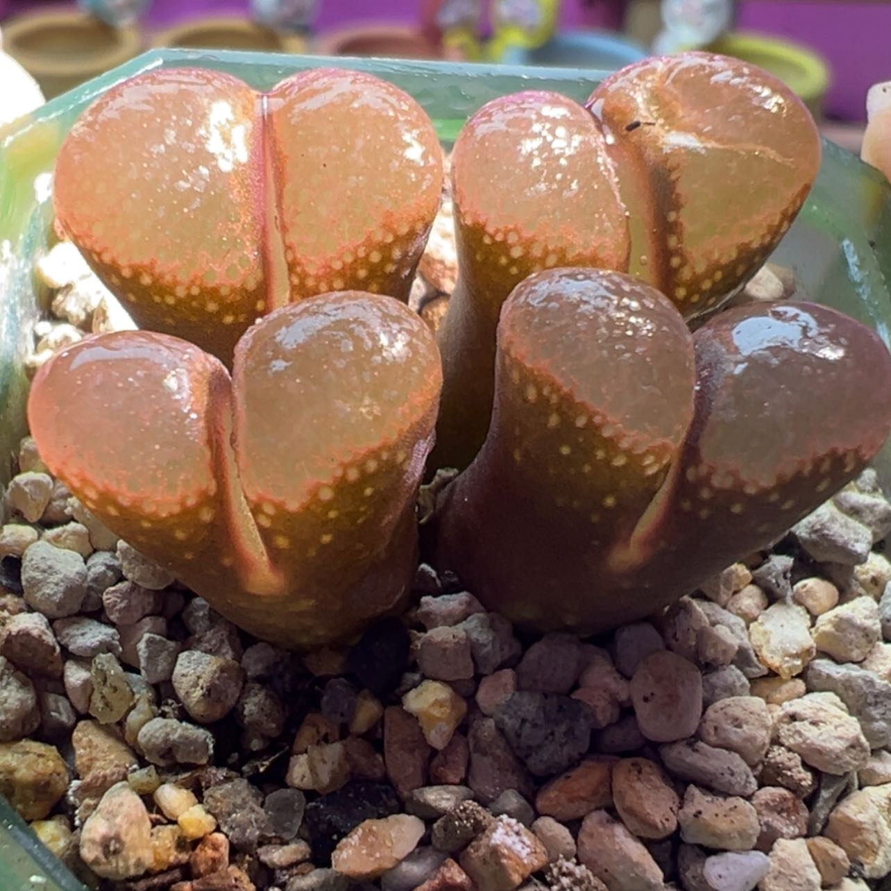 【闪购商品】好运常来