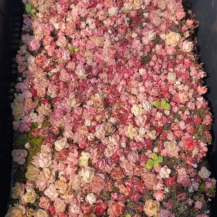 97 多肉植物盆栽花卉植物