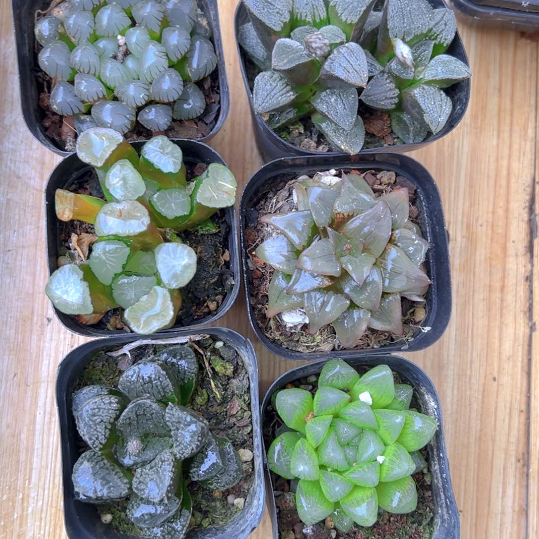 套餐玉露多肉多肉6颗