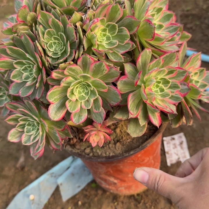 2594二号棚万花筒A