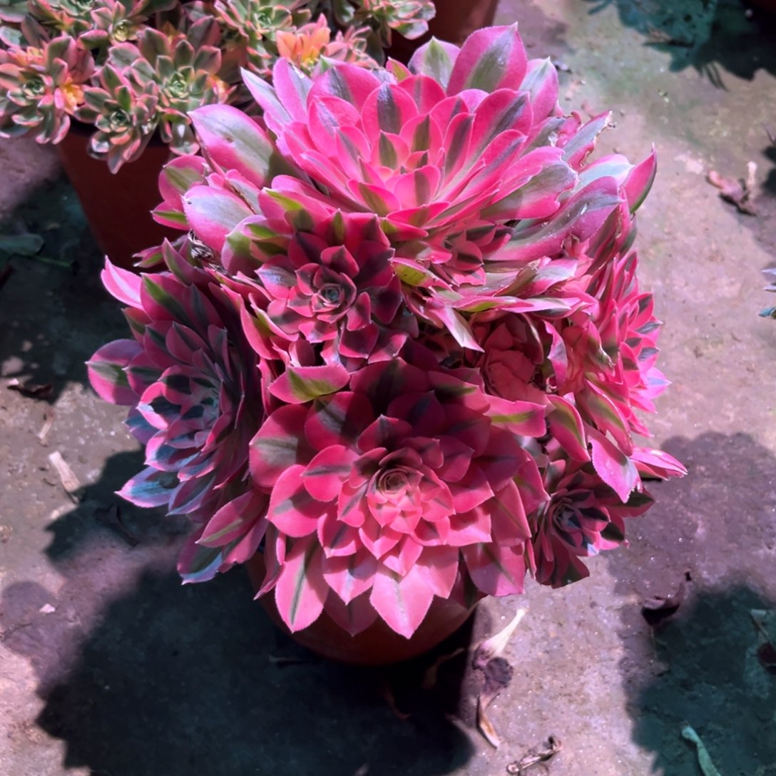 多肉植物女巫648