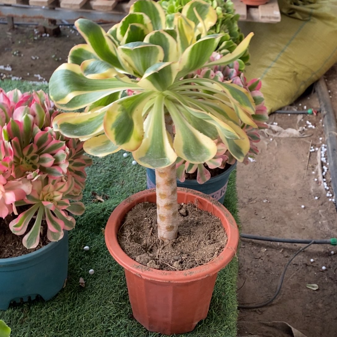 不开花植物燕姿➕金丝翡翠1颗