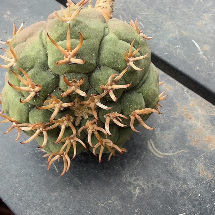 完全开放实生猫爪5 cm左右