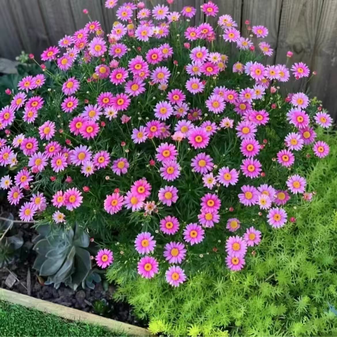 【西哥】【玛格丽特】好看好养星花怒放绿植菊花盆栽