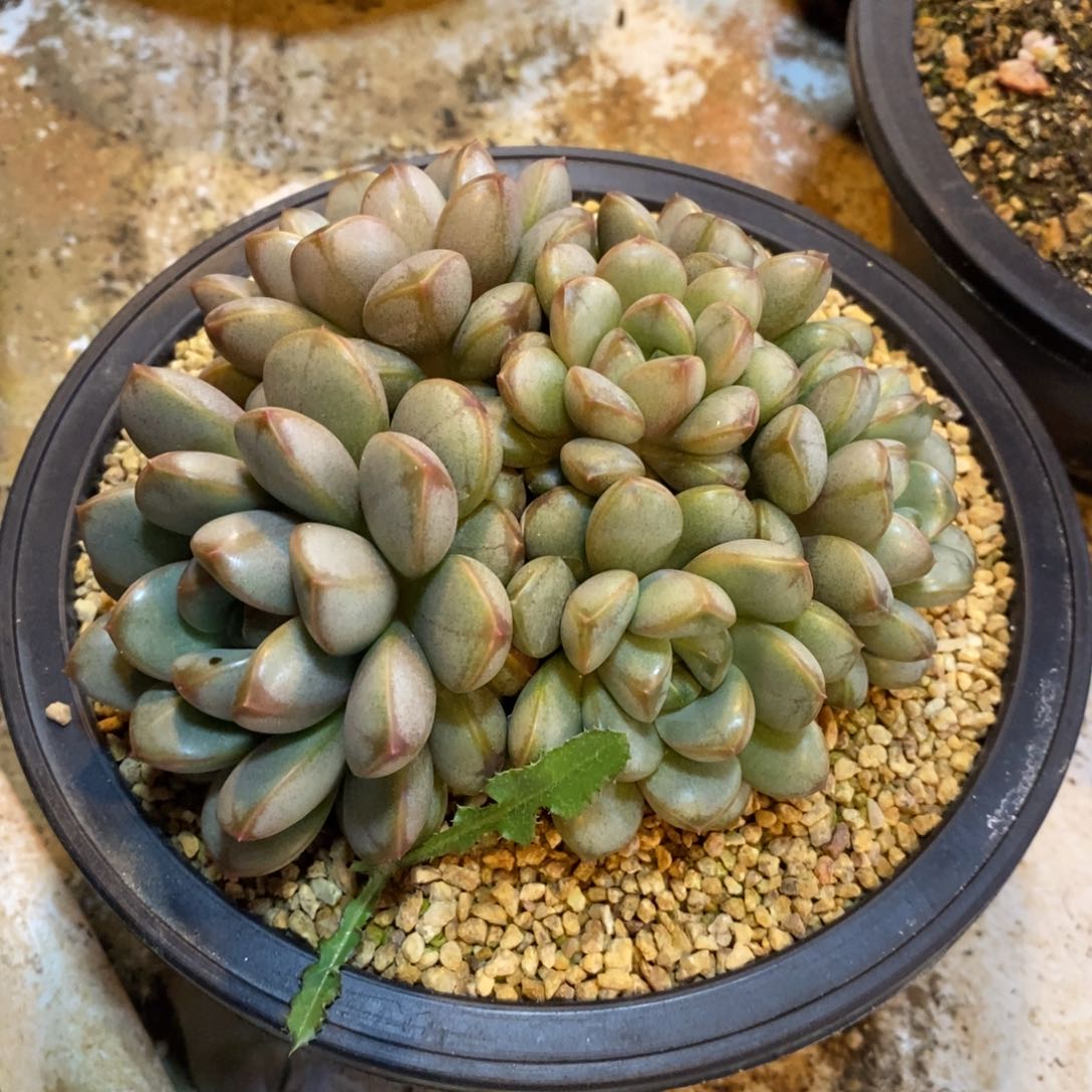 一***姨葡萄自然群，12133556