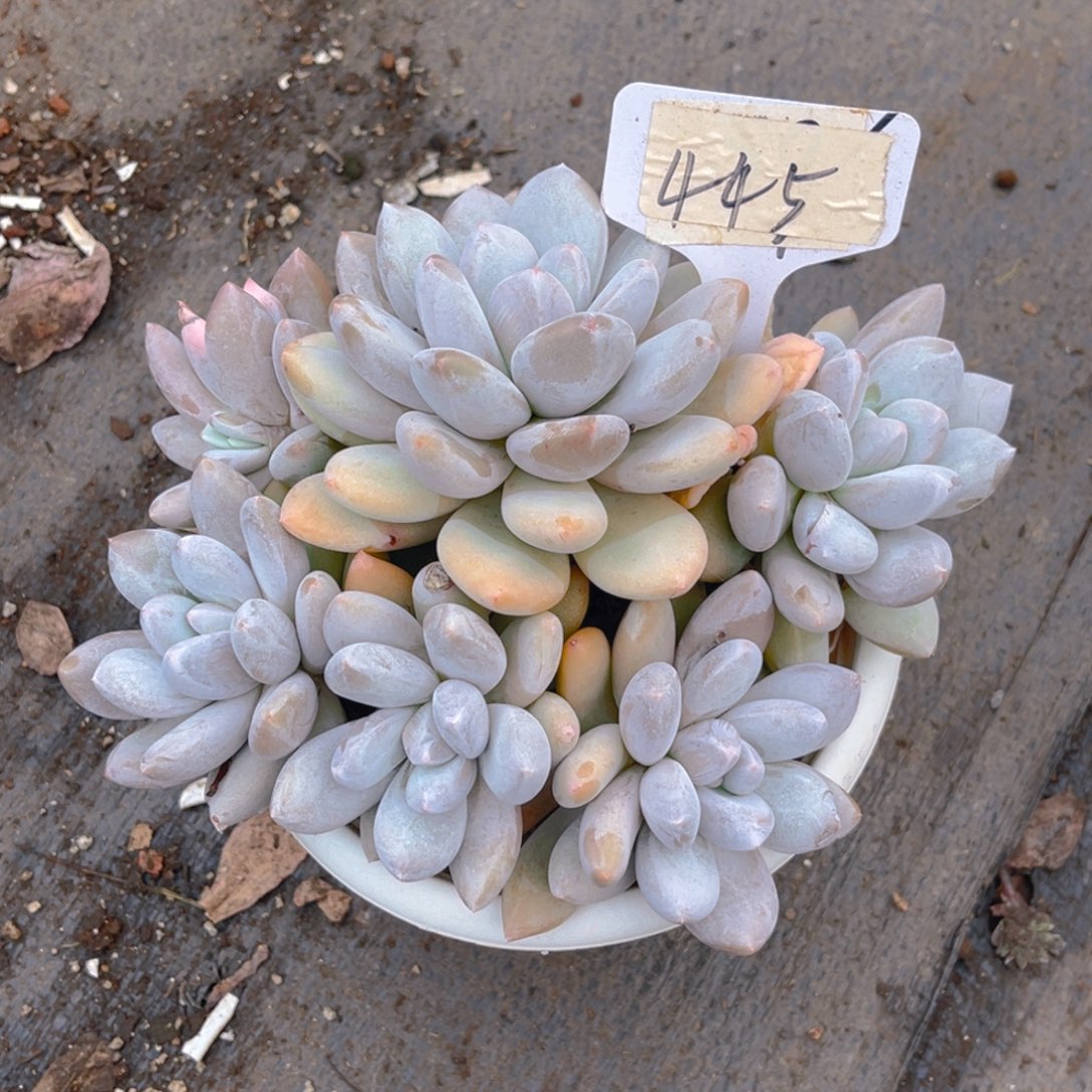 从***过000000000000000000445