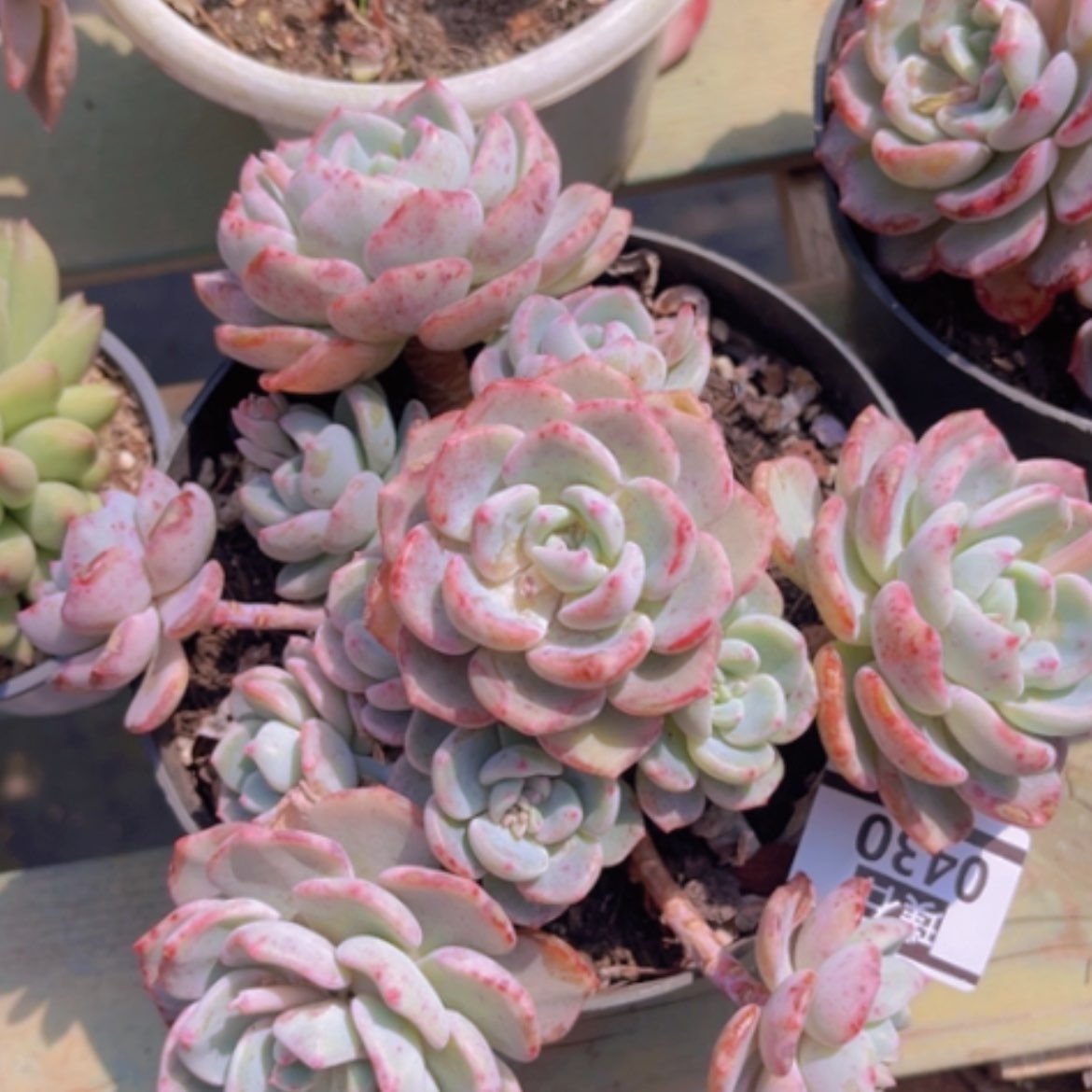 【闪购商品】千山雪0430