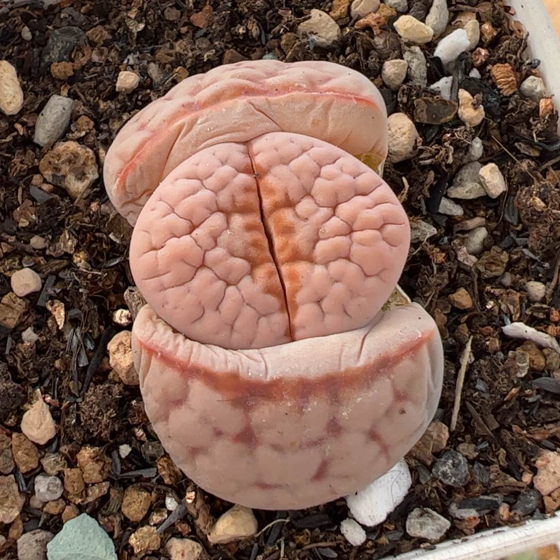 054多肉植物百科