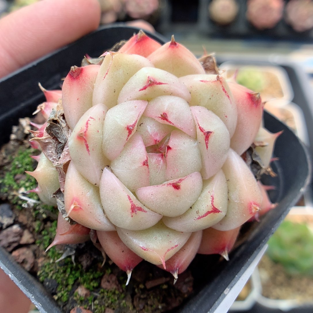 G122 ，柿子多肉20包邮两天凑单