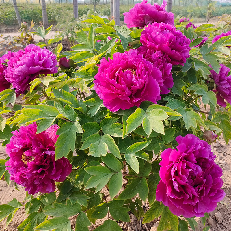 牡丹（长寿紫）正宗牡丹花苗盆栽菏泽发货5分枝以上满2送1