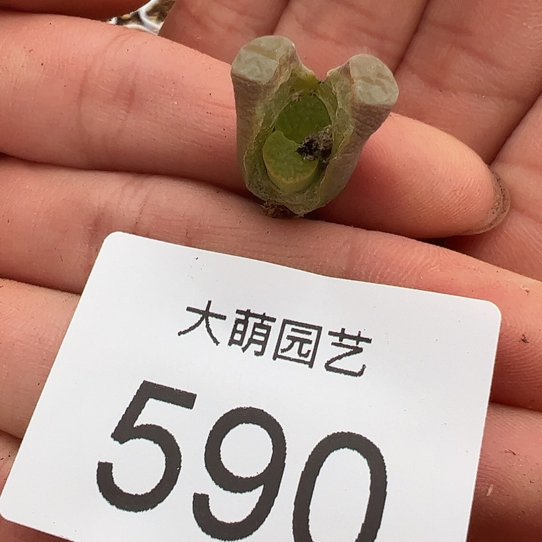 0000590 一物一拍脱土发