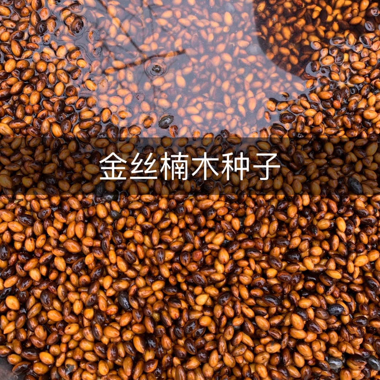 金丝楠木种子新货