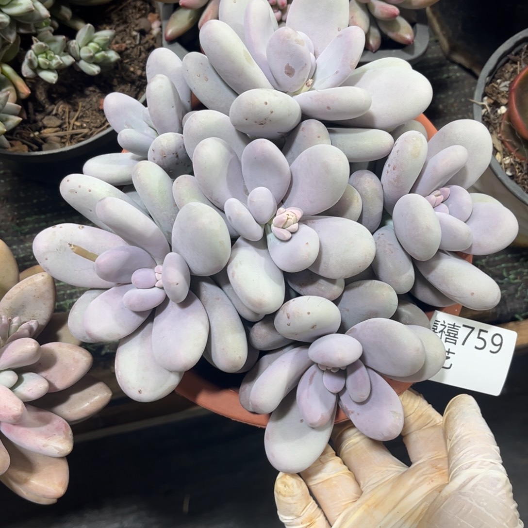 759原始奶手捧多肉植物叶子微辖