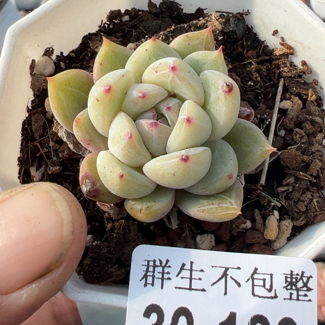 小卡拉米糖心一物一拍30-120