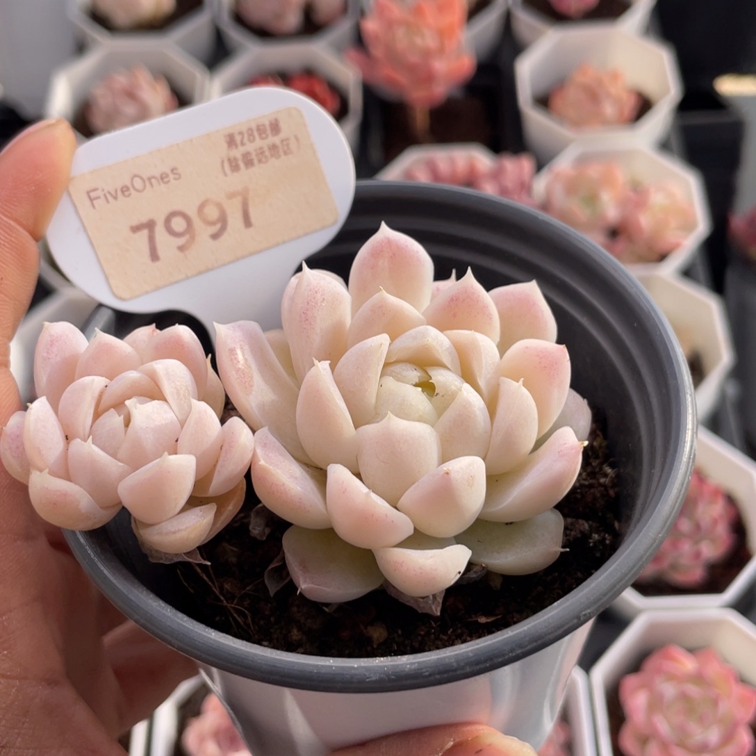 白月影7997-7.0厘米