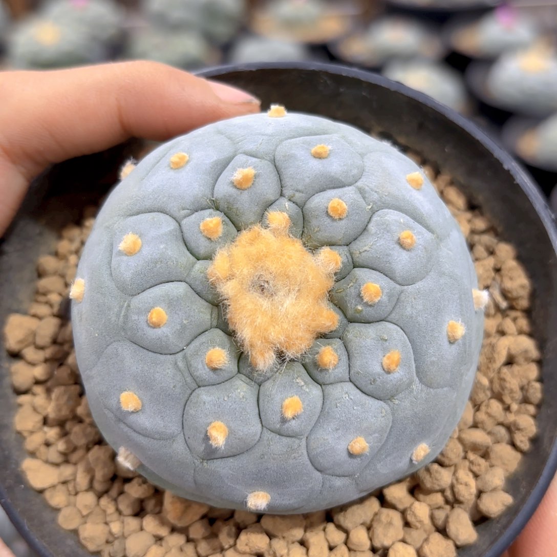 G629g g g g g g g g g