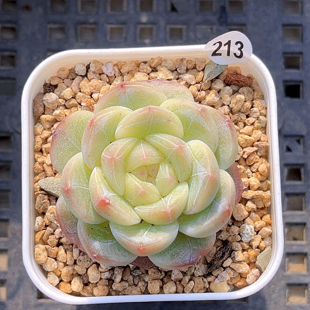 213一物一拍 尘渺 珍妮