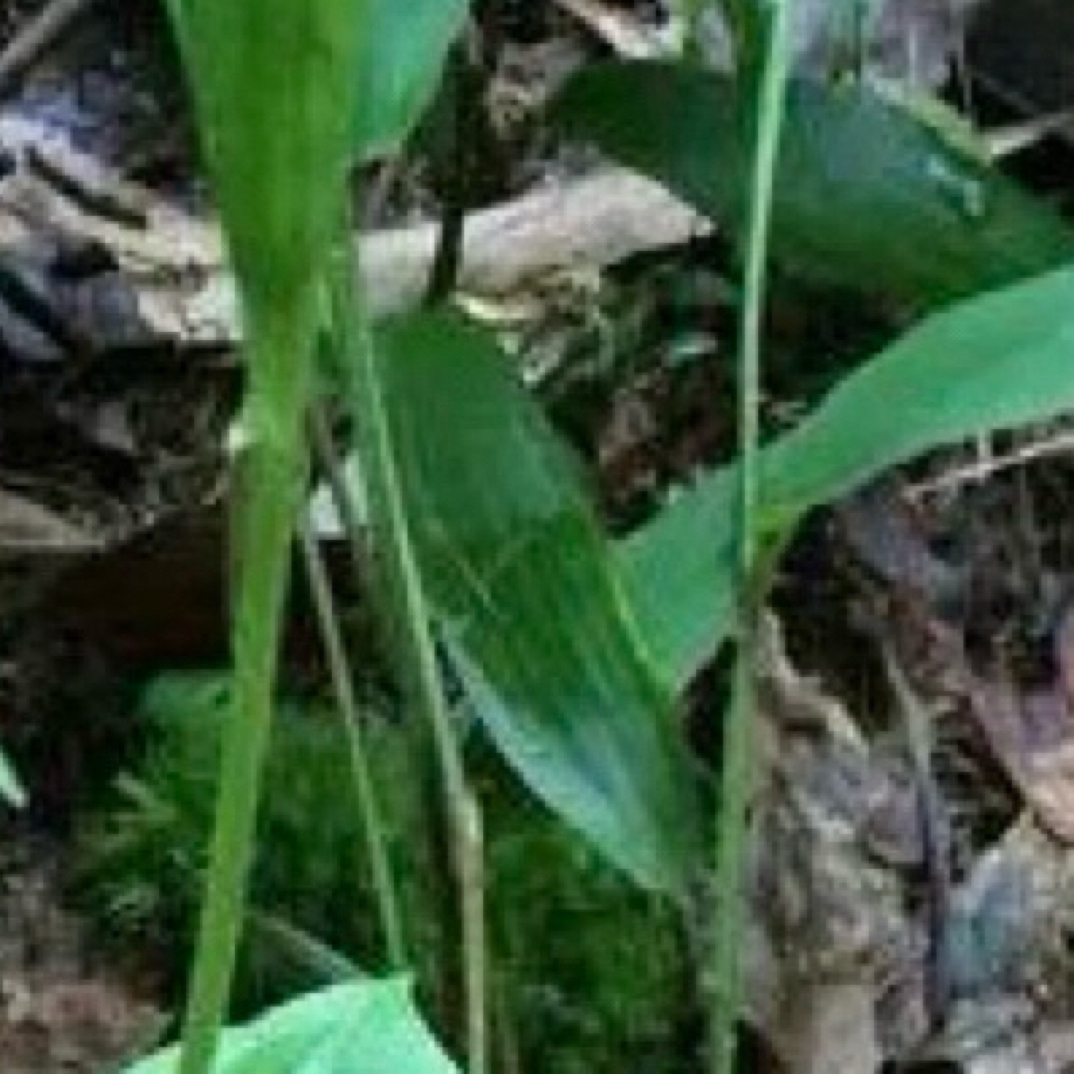 【蛟哥土特产】永嘉高山见血清