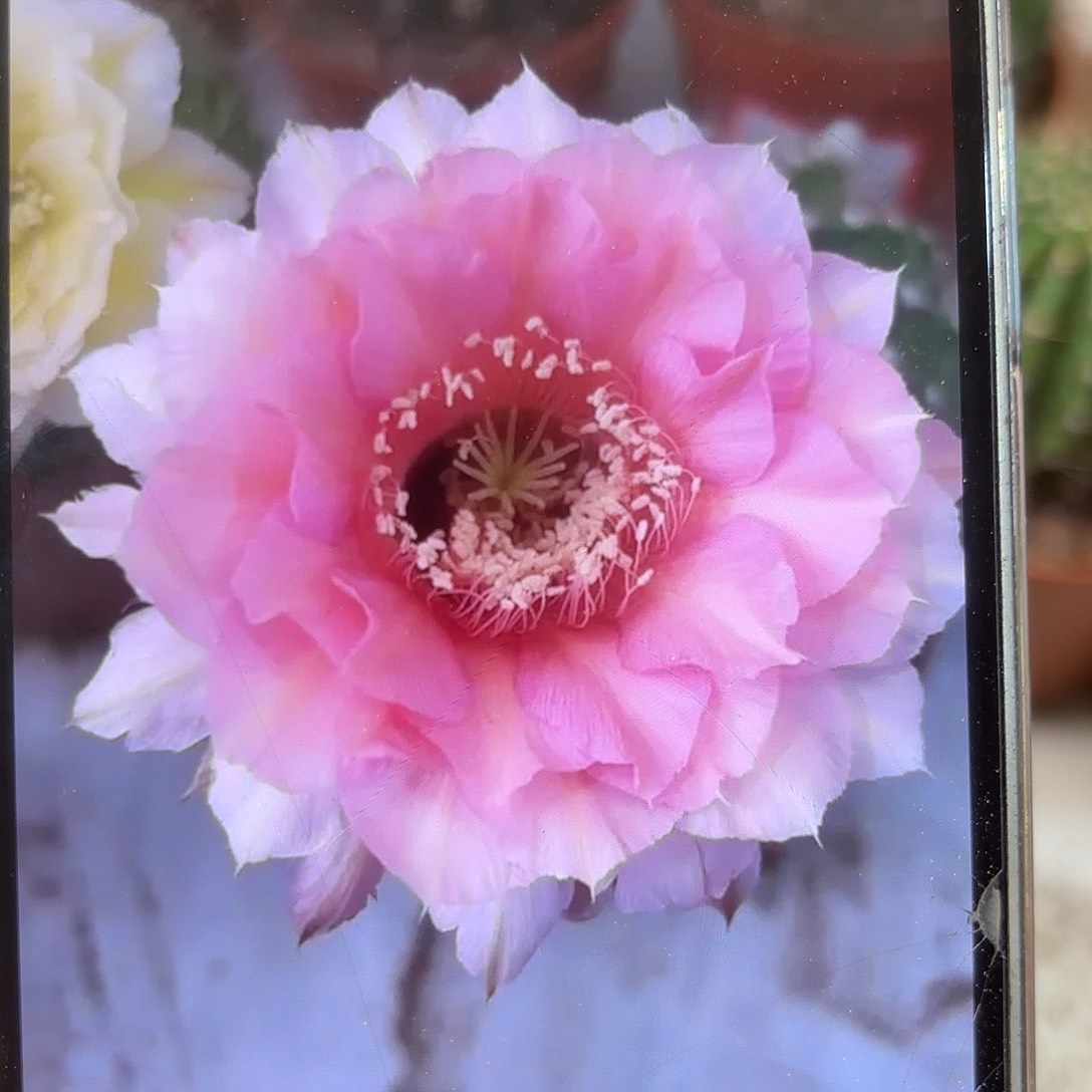 彩草1-51号6公分左右