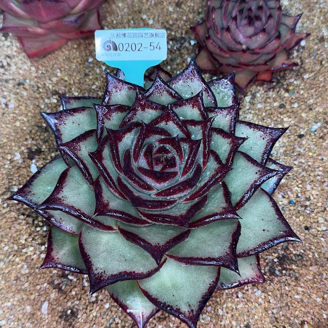 从前慢花园东云系多肉0202-54