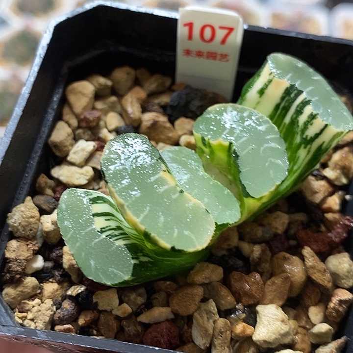 107实生玉扇锦一物一拍
