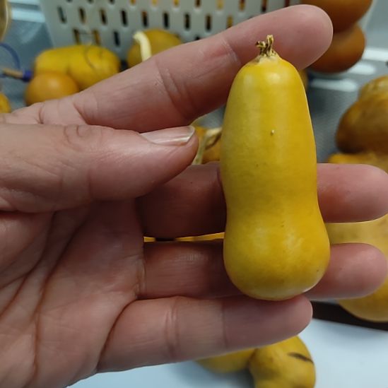長***申 回来哈哈哈嗝哈哈哈哈