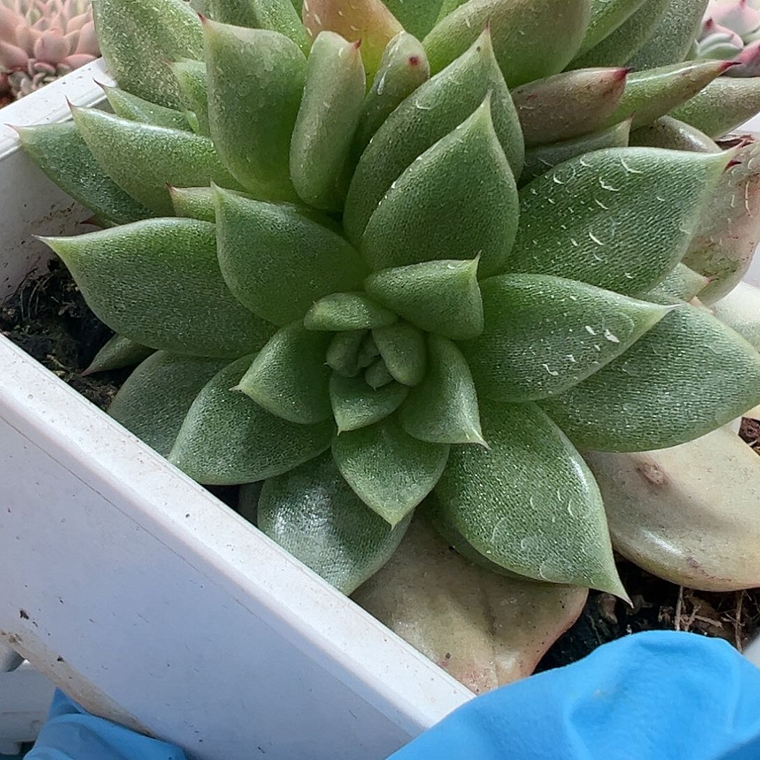 时****云东云绿头，砍头1个