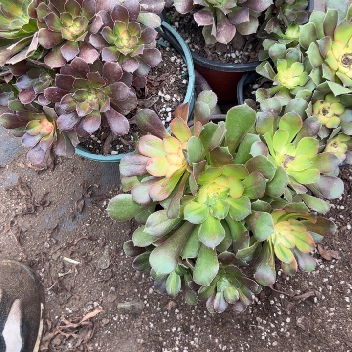 多肉植物4颗花流星雨